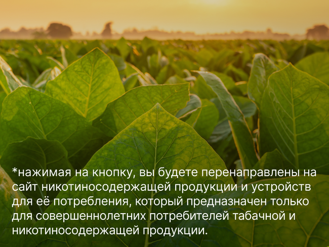 От фермера до фабрики: как выращивают и обрабатывают табак